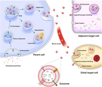 Role of Exosomal Non-coding RNAs in Gastric Cancer: Biological Functions and Potential Clinical Applications